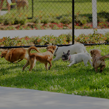 Large Dog Park at Pinegate Apartments Large Dog Park at Pinegate Apartments